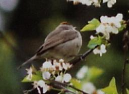 La Fauvette à tête noire, ici une femelle, un des chant les plus beaux d' Europe. Vue dans mon jardin.